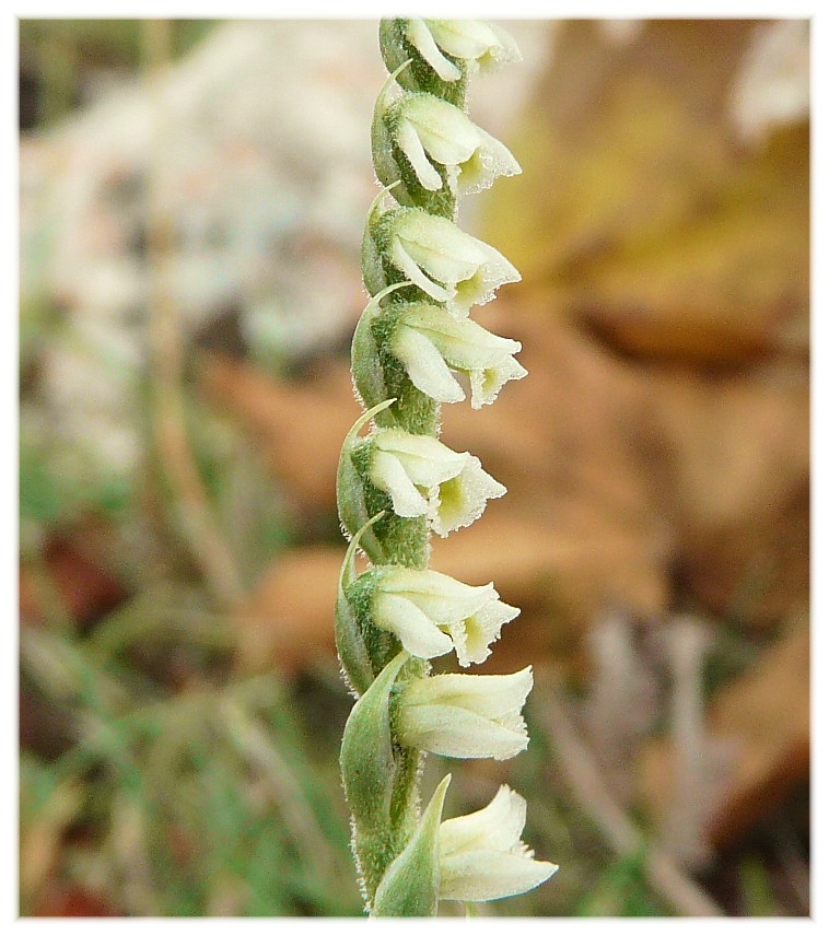 Spiranthes spiralis, l''ultima orchidea della stagione